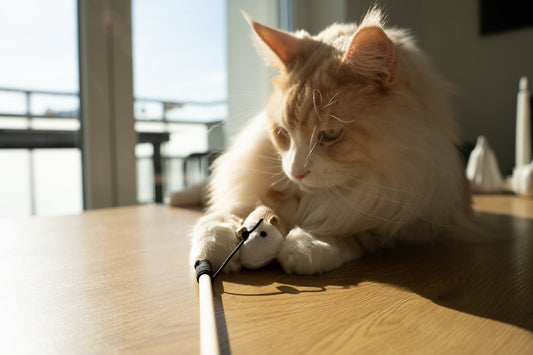 Pfote drauf! Warum die Katzenangel mit Maus das Must-have für jede Samtpfote ist