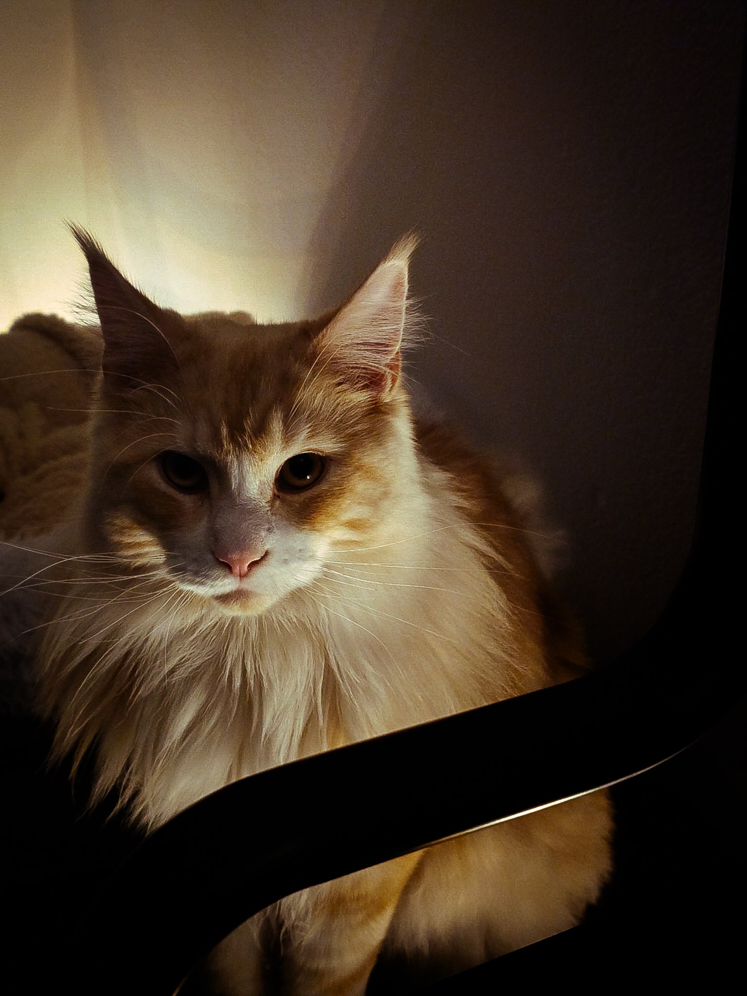 Catrick, Maine Coon, im warmen Indoor-Licht